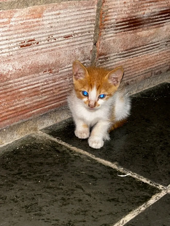 Gato raça SRD-ViraLata idade 2 a 6 meses nome Amarelinho 