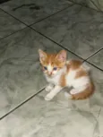 Amarelinho 