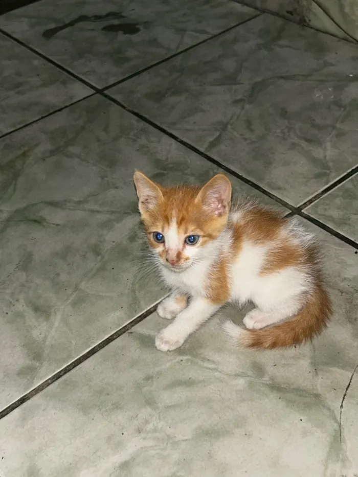 Gato raça SRD-ViraLata idade 2 a 6 meses nome Amarelinho 