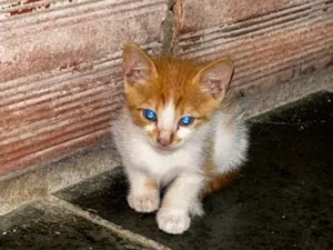 Gato raça SRD-ViraLata idade 2 a 6 meses nome Amarelinho 