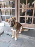 chiquinho