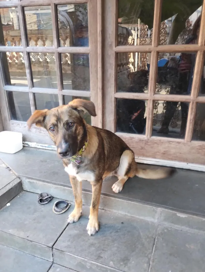 Cachorro raça SRD-ViraLata idade 7 a 11 meses nome chiquinho