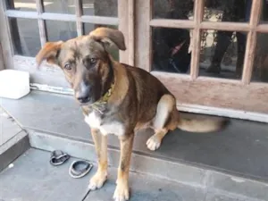 Cachorro raça SRD-ViraLata idade 7 a 11 meses nome chiquinho