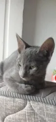cinza