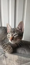 jaguara