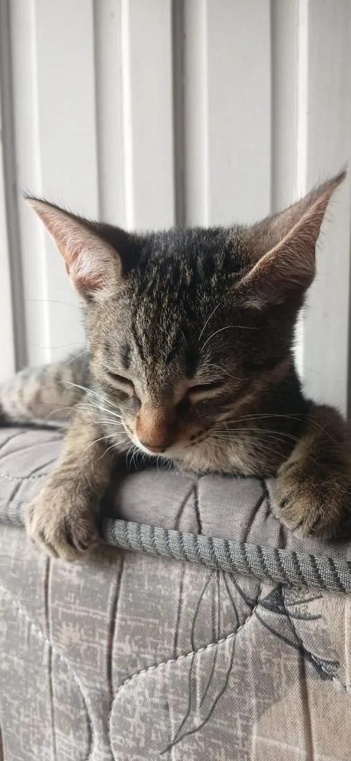 Gato raça SRD-ViraLata idade 2 a 6 meses nome jaguara