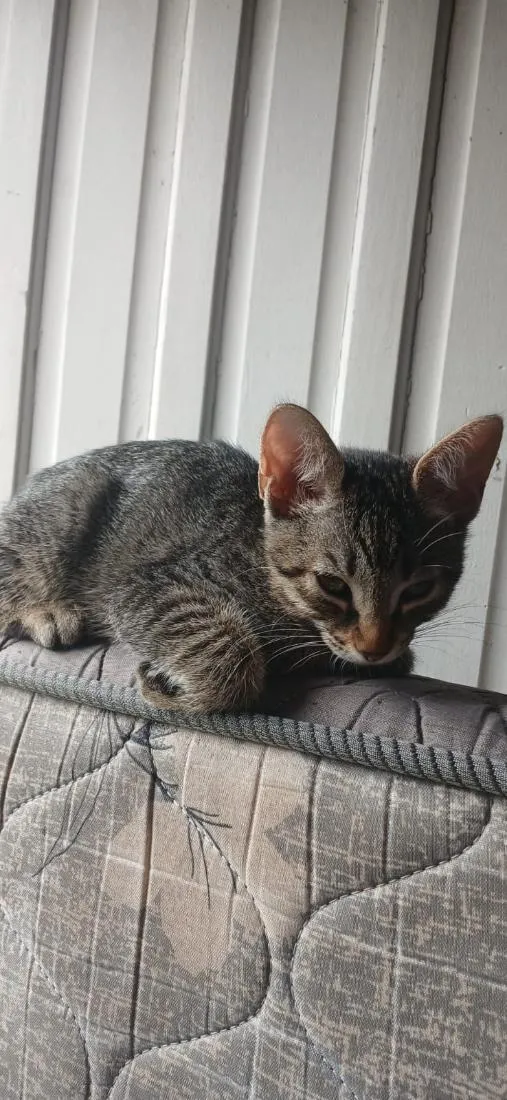Gato raça SRD-ViraLata idade 2 a 6 meses nome jaguara