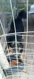cachorra preta: Tigresa e o macho Spike 