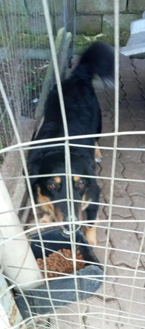 Cachorro raça SRD-ViraLata idade 3 anos nome cachorra preta: Tigresa e o macho Spike 