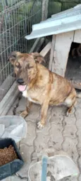 cachorra preta: Tigresa e o macho Spike 