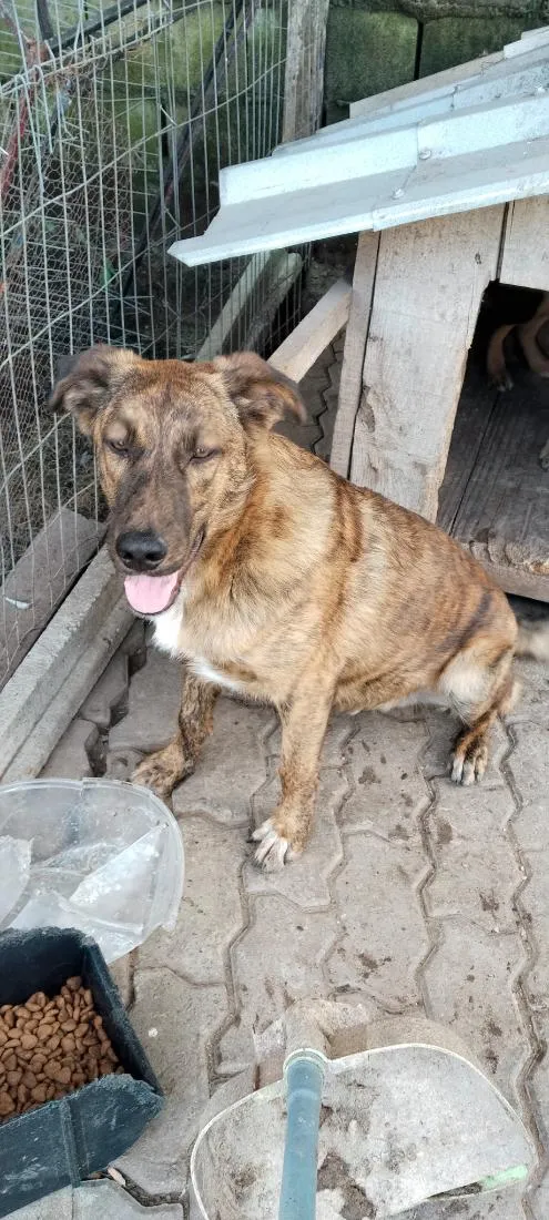 Cachorro raça SRD-ViraLata idade 3 anos nome cachorra preta: Tigresa e o macho Spike 