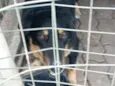 cachorra preta: Tigresa e o macho Spike 