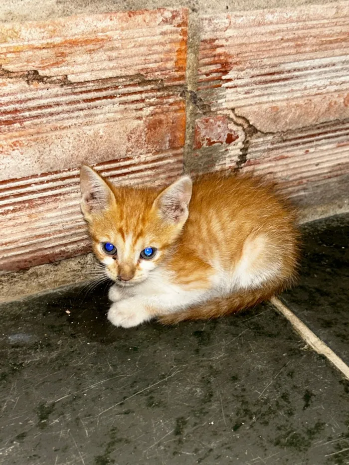 Gato raça SRD-ViraLata idade 2 a 6 meses nome Amarelinha 