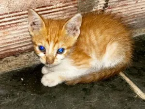 Gato raça SRD-ViraLata idade 2 a 6 meses nome Amarelinha 