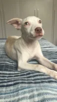 Estrela
