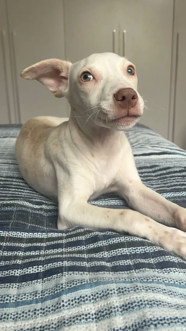 Cachorro raça SRD-ViraLata idade 2 a 6 meses nome Estrela