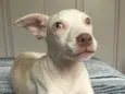 Estrela