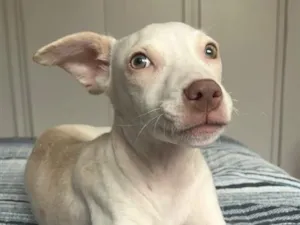 Cachorro raça SRD-ViraLata idade 2 a 6 meses nome Estrela