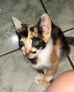 Gato raça SRD-ViraLata idade 2 a 6 meses nome Rajadinha