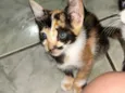 Rajadinha