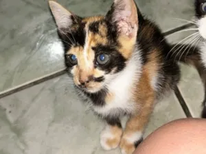 Gato raça SRD-ViraLata idade 2 a 6 meses nome Rajadinha