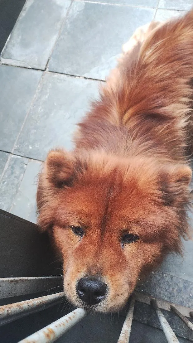 Cachorro raça SRD-ViraLata idade 4 anos nome Kyra
