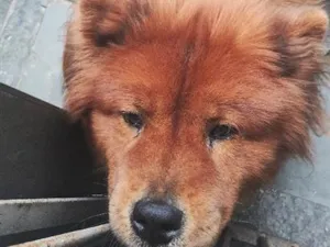 Cachorro raça SRD-ViraLata idade 4 anos nome Kyra
