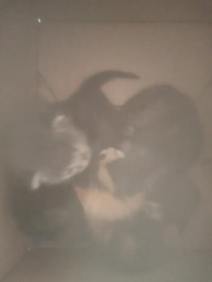 Gato raça SRD-ViraLata idade Abaixo de 2 meses nome mimi, quite, bebe, josi