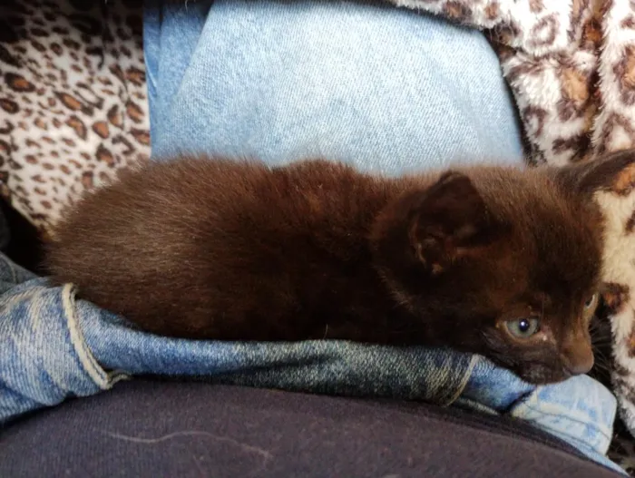 Gato raça SRD-ViraLata idade Abaixo de 2 meses nome pretinha 