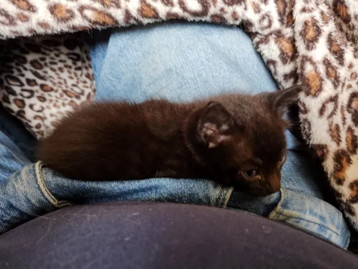 Gato raça SRD-ViraLata idade Abaixo de 2 meses nome pretinha 