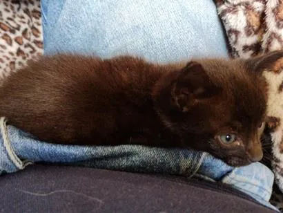 Gato raça SRD-ViraLata idade Abaixo de 2 meses nome pretinha 