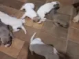 Não tem.
