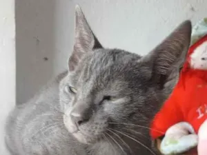 Gato raça SRD-ViraLata idade 2 a 6 meses nome cinza