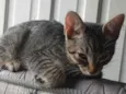 jaguara