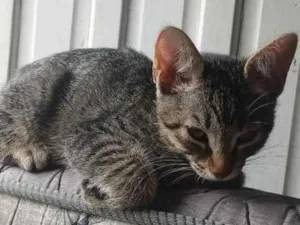 Gato raça SRD-ViraLata idade 2 a 6 meses nome jaguara