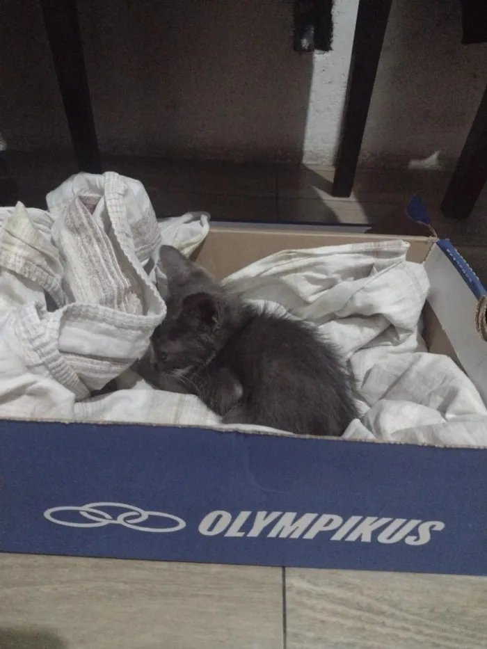 Gato raça SRD-ViraLata idade Abaixo de 2 meses nome Ash