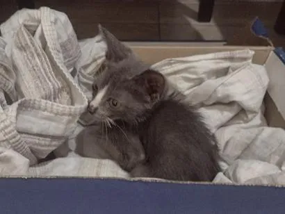 Gato raça SRD-ViraLata idade Abaixo de 2 meses nome Ash