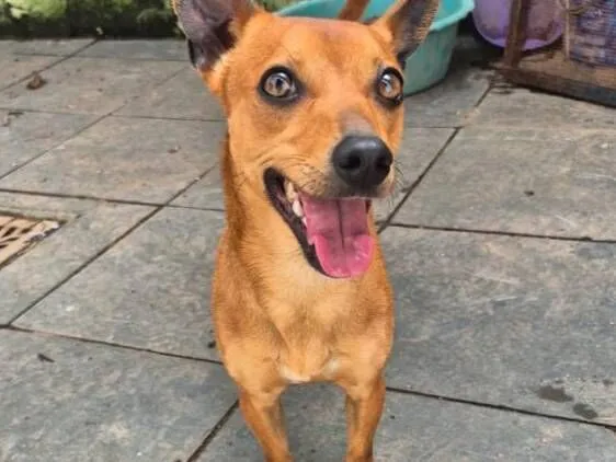 Cachorro raça SRD-ViraLata idade 3 anos nome Amendoim