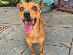 Cachorro raça SRD-ViraLata idade 3 anos nome Amendoim
