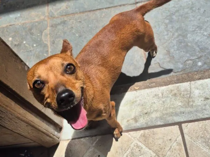 Cachorro raça SRD-ViraLata idade 3 anos nome Amendoim