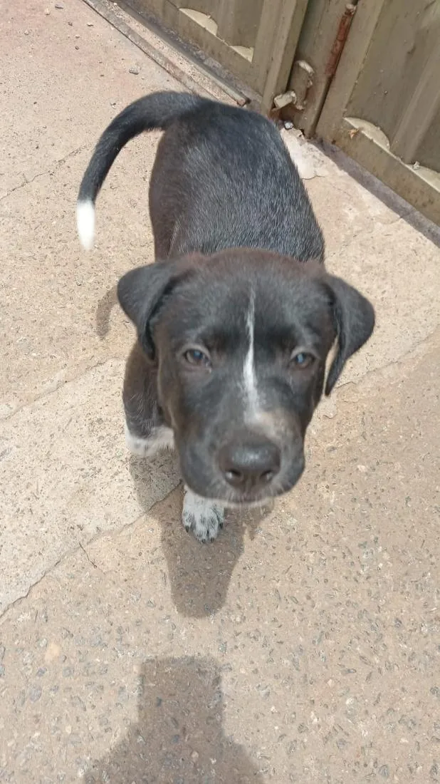 Cachorro raça SRD-ViraLata idade 2 a 6 meses nome pretinho