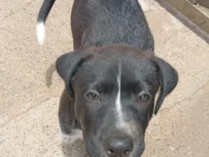 Cachorro raça SRD-ViraLata idade 2 a 6 meses nome pretinho