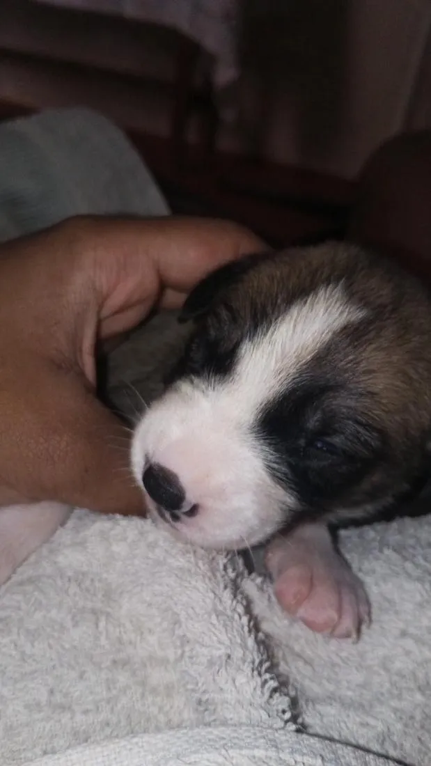 Cachorro raça SRD-ViraLata idade Abaixo de 2 meses nome Sem nome 