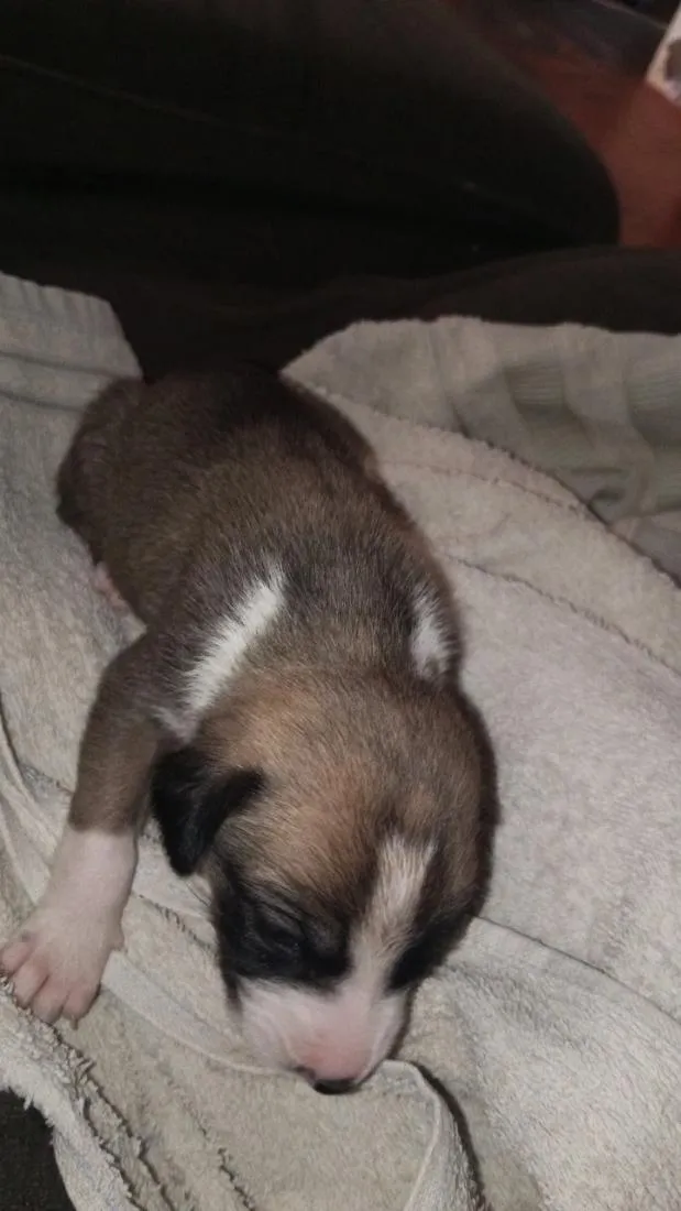 Cachorro raça SRD-ViraLata idade Abaixo de 2 meses nome Sem nome 