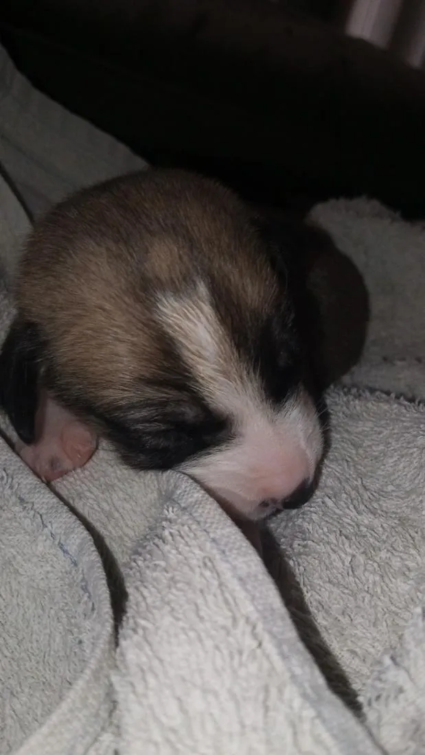 Cachorro raça SRD-ViraLata idade Abaixo de 2 meses nome Sem nome 