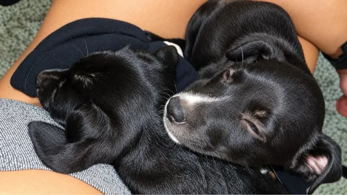 Cachorro raça SRD-ViraLata idade 2 a 6 meses nome sem nome 