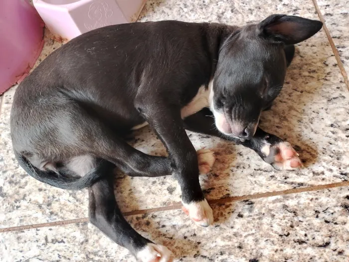 Cachorro raça SRD-ViraLata idade 2 a 6 meses nome sem nome 