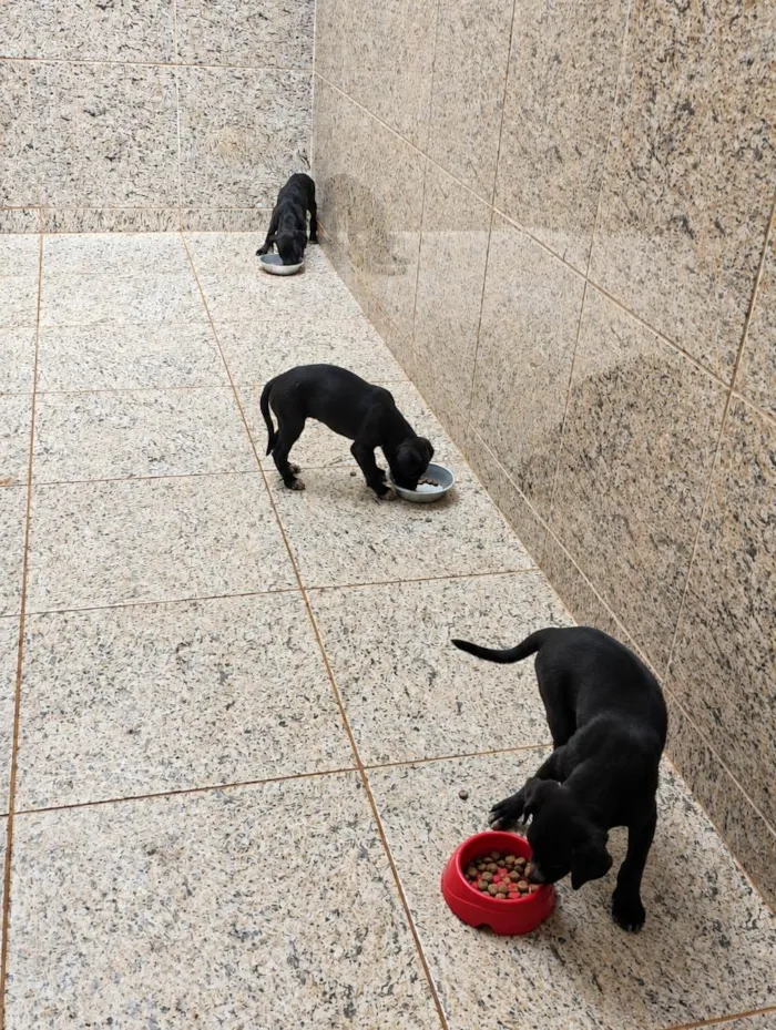 Cachorro raça SRD-ViraLata idade 2 a 6 meses nome sem nome 