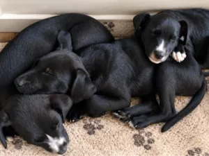 Cachorro raça SRD-ViraLata idade 2 a 6 meses nome sem nome 