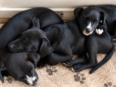 Cachorro raça SRD-ViraLata idade 2 a 6 meses nome sem nome 